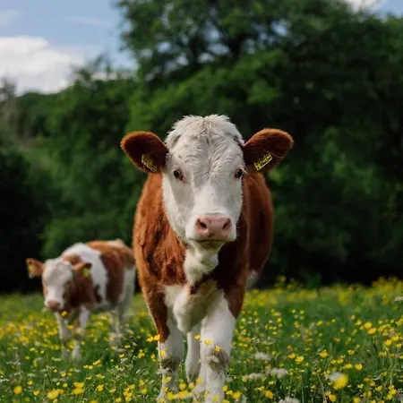Hofgut Breitenbach * Markdorf