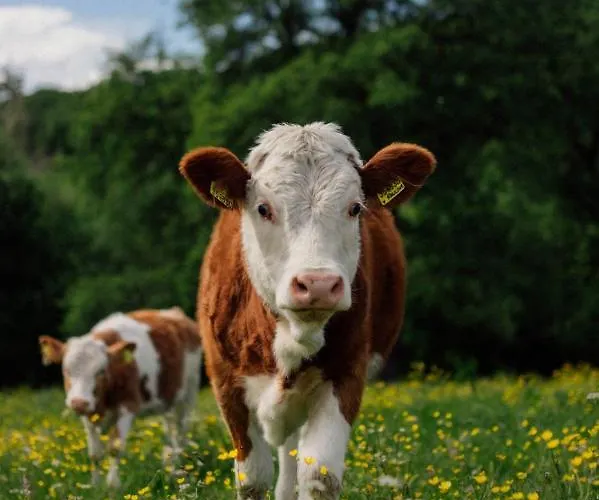 Hofgut Breitenbach * マルクドルフ